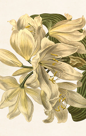 Pakkekort-6x9.5 cm - hvit amaryllis