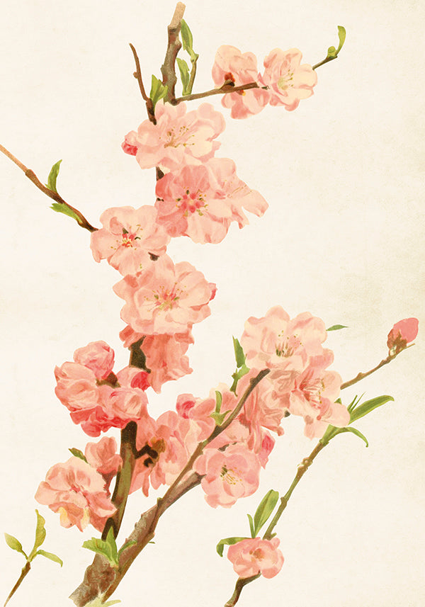 Poster - 35x50 cm / Mandelblom