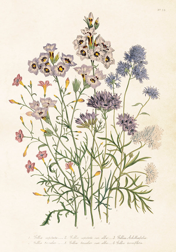Poster - 35x50 cm / Gilia