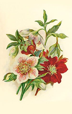 Pakkekort 6x9,5 cm