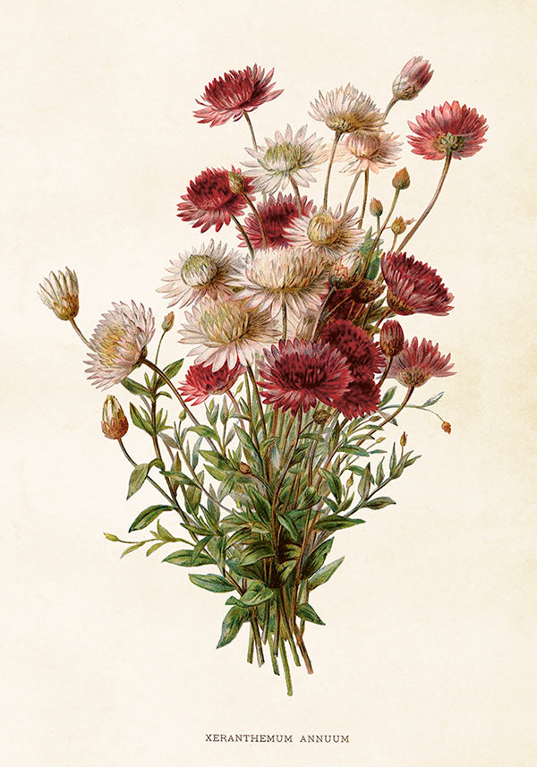 Poster - 35x50 cm / Krysantemum