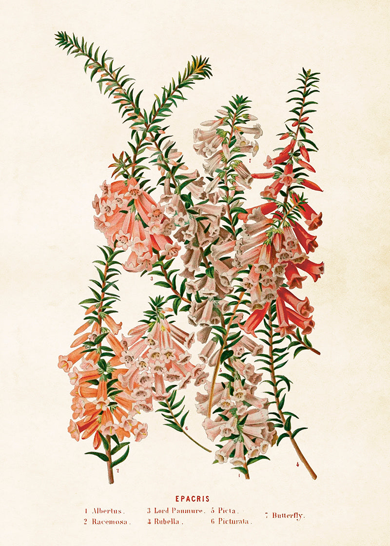 Poster - 50x70 cm / Sydljung