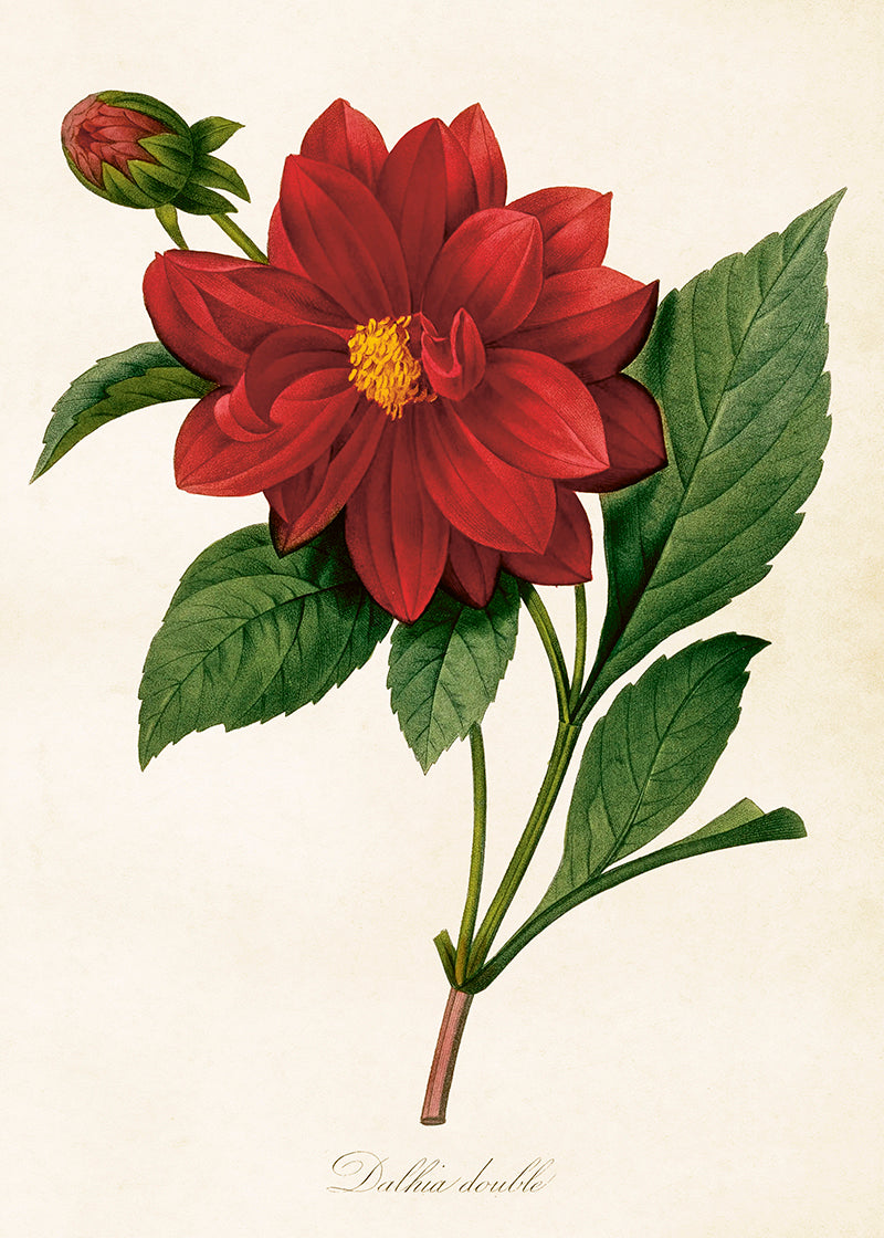 Poster - 50x70 cm / Dahlia