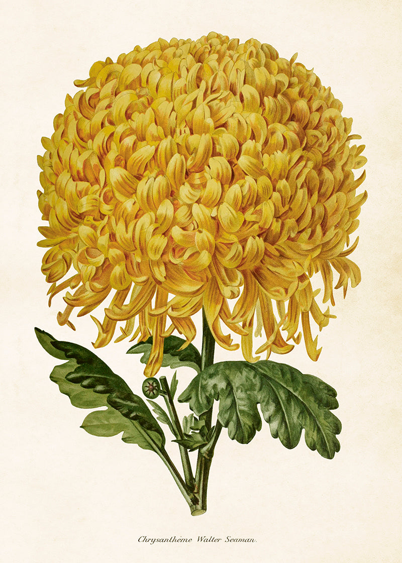 Poster - 50x70 cm / Krysantemum