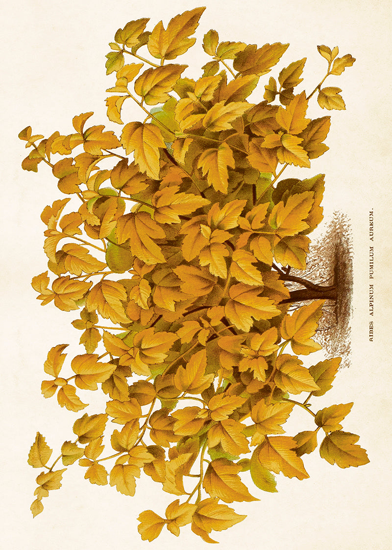 Poster - 70x50 cm / Måbär