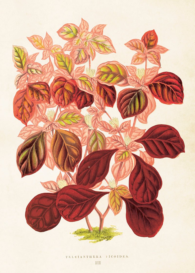 Poster - 50x70 cm / Blad - Many Colors