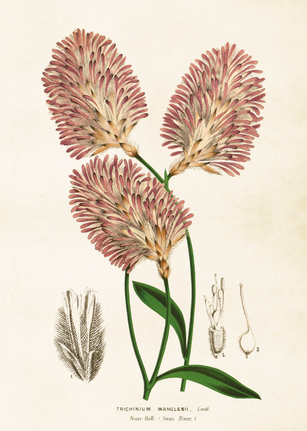 Poster - 50x70 cm / Klotamarant - Many Colors