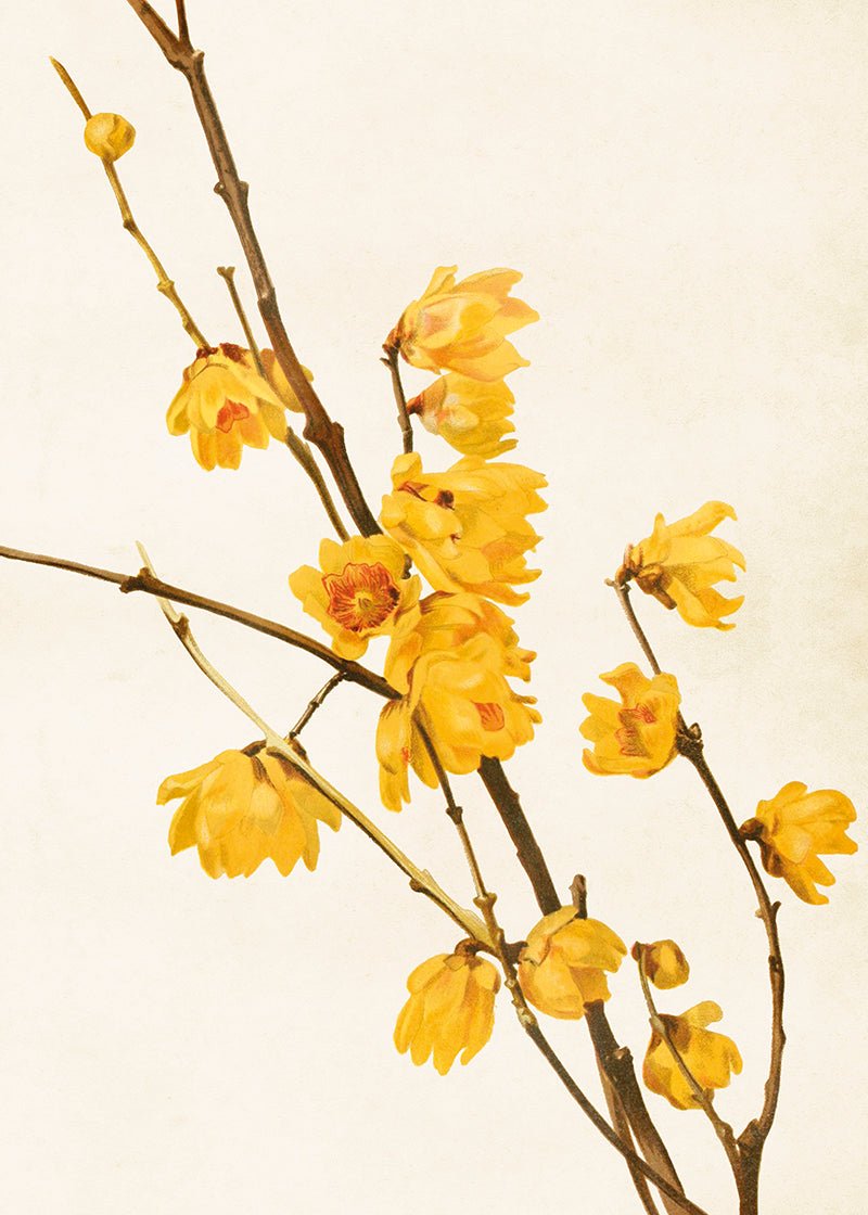 Poster - 50x70 cm / Vinterkryddväxt - Many Colors