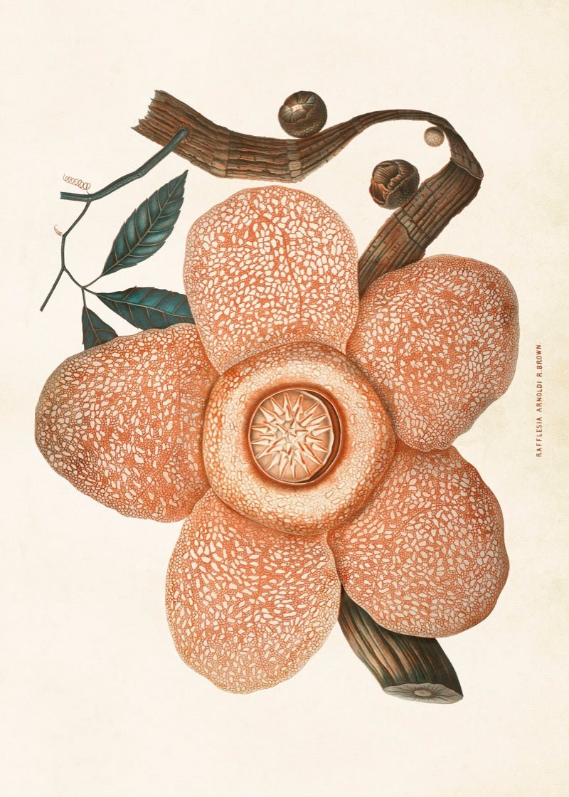 Poster - 70x50 cm / Likblomma - Many Colors