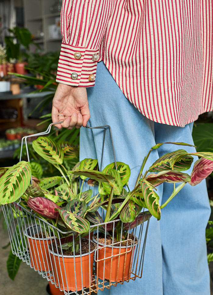 Button covers - perle gullfarget - sett 2 pk